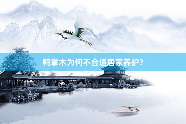 鸭掌木为何不合适居家养护？